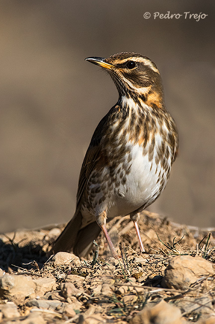 Zorzal alirrojo (Turdus iliacus)